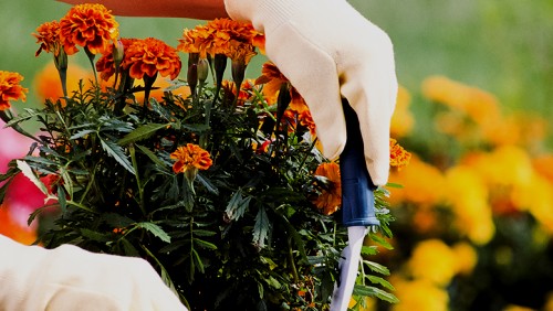 Curso gratuito de floricultura e plantas ornamentais