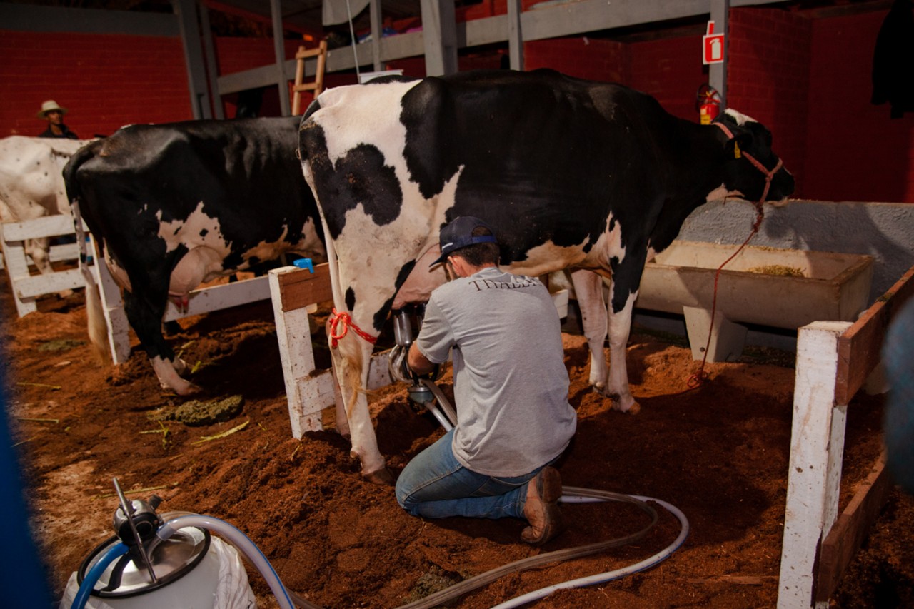 Concurso Leiteiro em Iúna teve o total de 3.186,600 kg de leite coletados