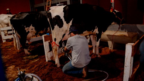 Concurso Leiteiro em Iúna teve o total de 3.186,600 kg de leite coletados
