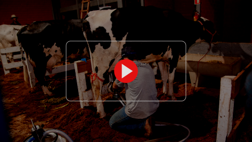 Concurso Leiteiro em Iúna teve a participação de 33 vacas