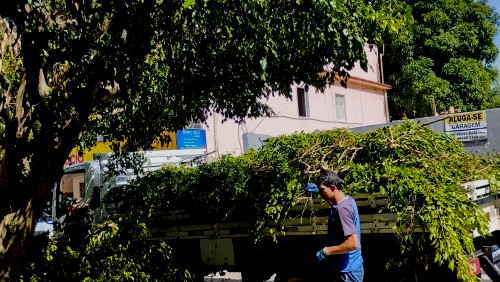 Praças de Iúna recebem podas nas árvores